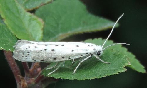 Yponomeuta sp.